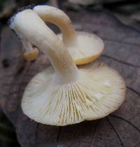 Lactarius chrysorrheus image