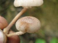 Armillaria puiggarii image