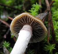 Psilocybe aztecorum image