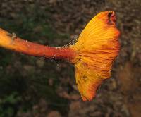 Phylloporus aurantiacus image