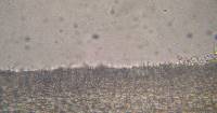 Psilocybe muliercula image
