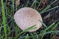 Leucoagaricus americanus image