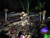 Psathyrella corrugis image