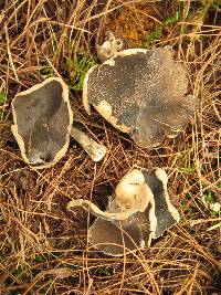 Helvella macropus image