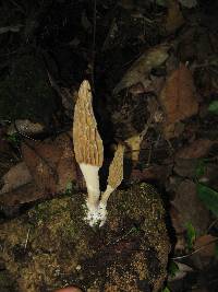 Morchella rufobrunnea image