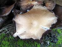 Psathyrella candolleana image