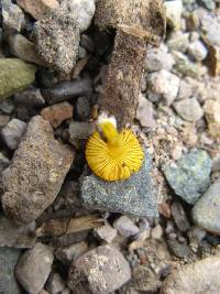 Pluteus chrysophlebius image