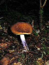 Cortinarius vanduzerensis image