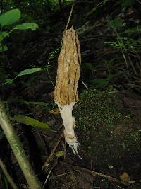 Morchella rufobrunnea image