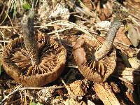 Inocybe calamistrata image