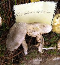 Tricholoma luridum image