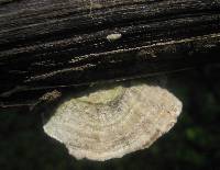 Trametes villosa image