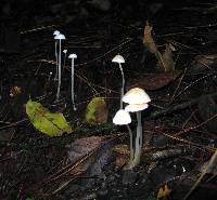 Entoloma sericellum image