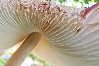 Leucoagaricus americanus image