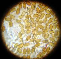 Leratiomyces percevalii image