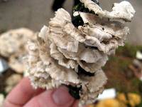 Trametes membranacea image