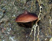 Psilocybe caerulescens image