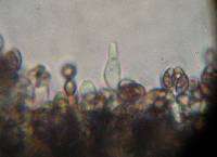 Psilocybe zapotecorum image