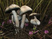 Psilocybe caerulescens image