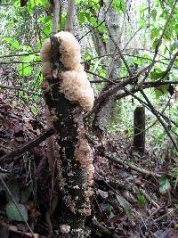 Hydnopolyporus palmatus image