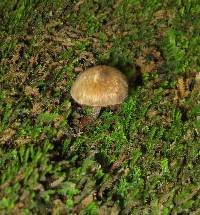 Inocybe curvipes image