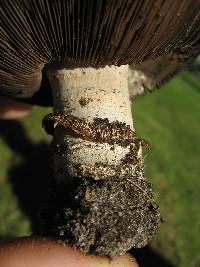 Agaricus bitorquis image