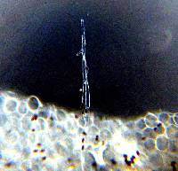 Psathyrella corrugis image