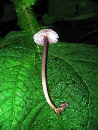 Mycena pura image