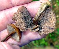 Psilocybe muliercula image