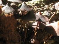 Psilocybe yungensis image