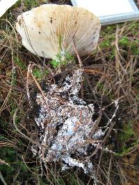 Leucopaxillus gentianeus image