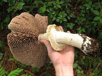 Agaricus augustus image