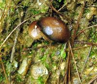 Psilocybe zapotecorum image