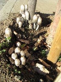 Coprinus comatus image