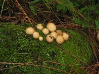 Lycoperdon pyriforme image