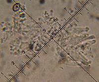 Psilocybe muliercula image