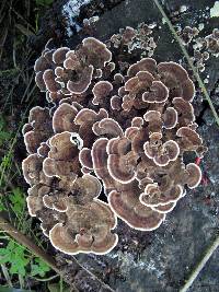 Trametes versicolor image