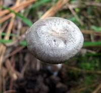 Rhodocybe caelata image