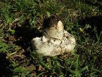 Agaricus bitorquis image