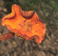 Phylloporus aurantiacus image