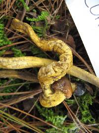 Elaphocordyceps capitata image