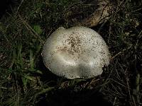 Agaricus bitorquis image