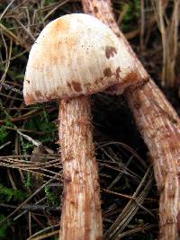 Laccaria nobilis image