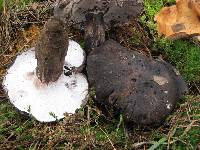 Image of Boletus leucomelas