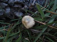 Psilocybe aztecorum image