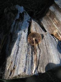 Psilocybe aztecorum image