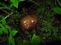 Psilocybe zapotecorum image