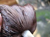 Psathyrella candolleana image