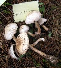 Agaricus placomyces image