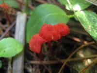 Hygrocybe cantharellus image